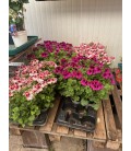Pelargonium Ø14 FR