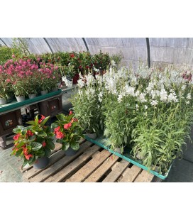 Gaura Ø13 FR