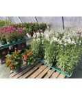 Gaura Ø13 FR