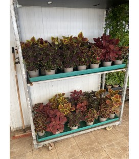 Coleus Ø13 FR