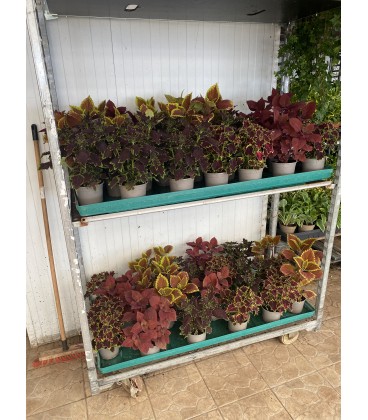 Coleus Ø13 FR