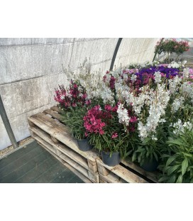 Gaura Snowbird Ø19 FR