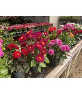 Dahlia 3L FR