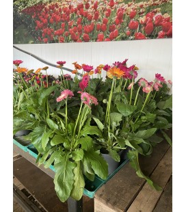 Gerbera Mix Ø19 FR