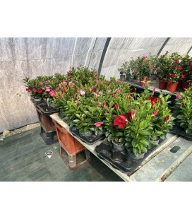 Dipladenia Ø14 FR