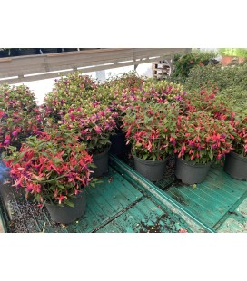 Fuschia 3L FR