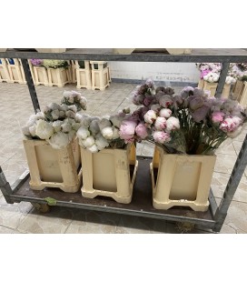 Pivoine Mix FR x10