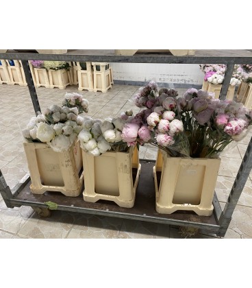 Pivoine Gardenia FR x10