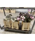 Pivoine Mix FR x10
