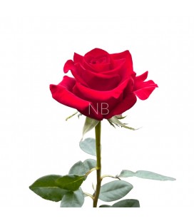 Rose Colombie Freedom 60 cm x25