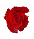 Rose Colombie New face 60 cm x 25