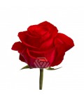 Rose Colombie New face 60 cm x 25