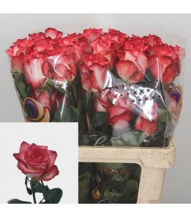Rose Colombie Blush 60 cm x 25
