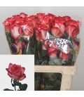 Rose Colombie Blush 60 cm x 25