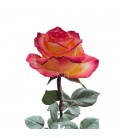 Rose Equat High Magic 60cm X 25 