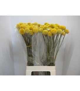 Craspedia Paint pop 70 cm