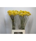 Craspedia Paint pop 70 cm