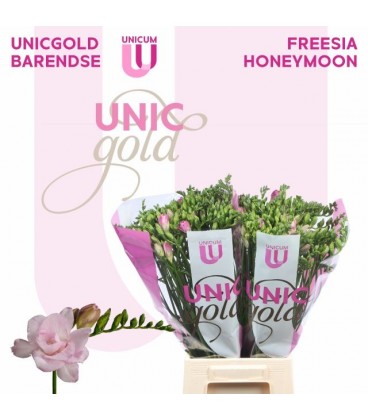 Freesia Honeymoon