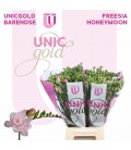 Freesia Honeymoon