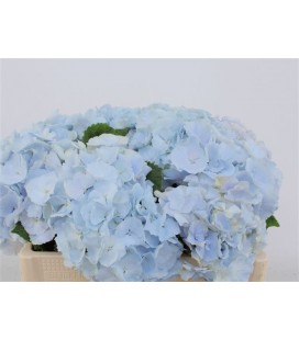 Hortensia Verena bl 50 cm
