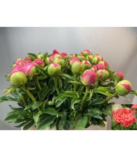 Pivoine Coral Sunset 60 cm