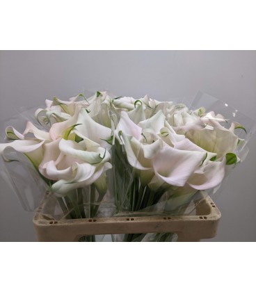 Calla Captaine Merlose  50 cm