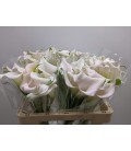 Calla Captaine Merlose  55 cm