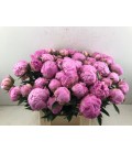 Pivoine Dr Fleming 60 cm