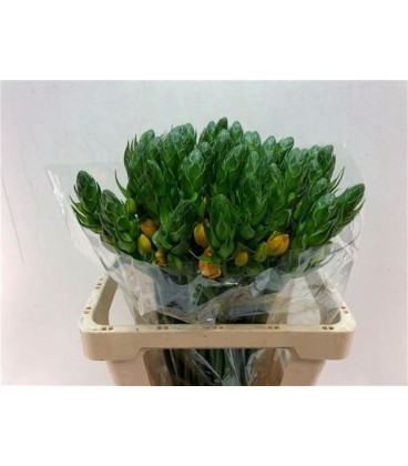 Ornithogalum double Bright star 60 