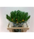 Ornithogalum double Bright star 60 