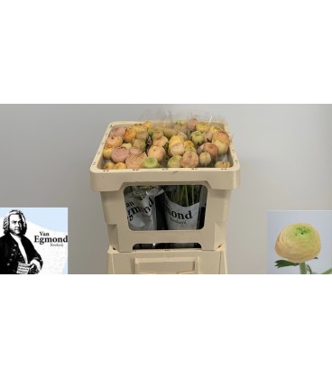 Renoncule Azur Champagne