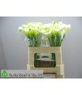Calla ov  55 cm blanc