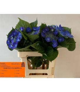 Hortensia Ov 60 cm bleu foncé