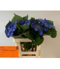 Hortensia Ov 60 cm