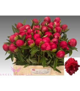 Pivoine Belgravia 60 cm