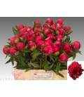 Pivoine Belgravia 60 cm