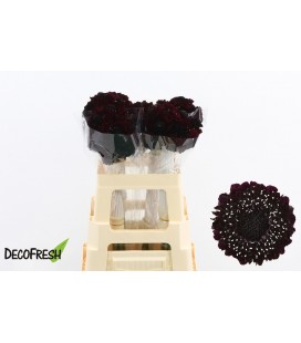 Scabieuse Ma Ch scoop 60 cm noire