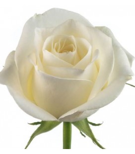 Rose Colom Sugar Doll  60 cm x 25