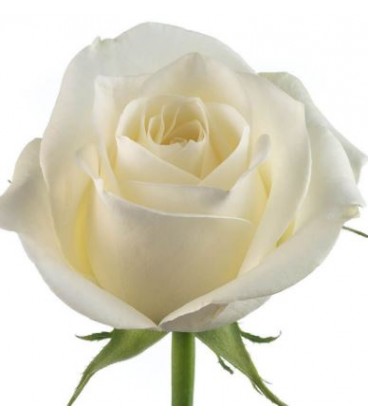 Rose Colom Sugar Doll  60 cm x 25