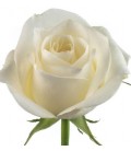 Rose Colom Sugar Doll  60 cm x 25