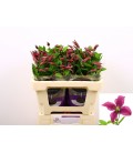 Clematite Amazing Kyiv 50 cm