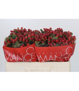 Hypericum Red Ligh roman 50 cm x 25