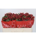 Hypericum Red Ligh roman 50 cm x 25