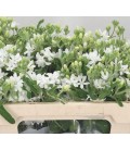 Oxypetalum Alba 55 CM