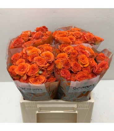 Rose Branchue Ariya 40 cm