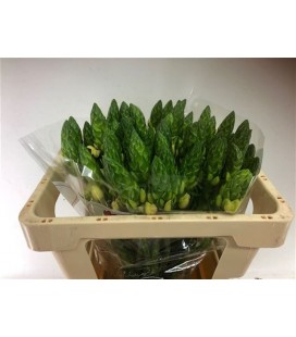 Ornithogalum dou Orchid star 50 cm