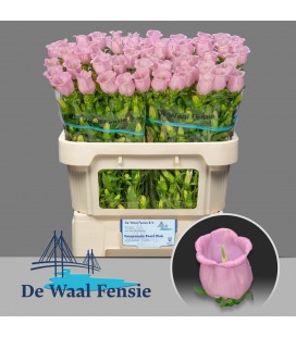 Campanule  Pearl pink 75 cm