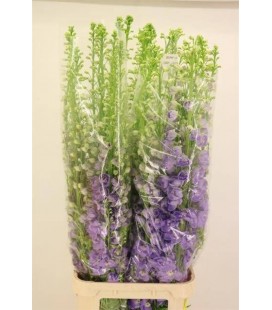 Delphinium Double Lavender 120 cm