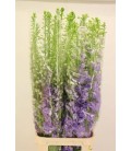 Delphinium Double Lavender 120 cm