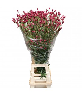 Sanguisorba Of Arnhem 120 cm